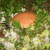 Фотогалерея