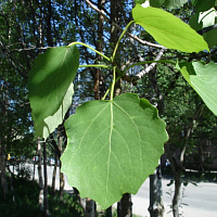 Осина. Фото Е.Ф. Дудаковой