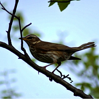 Дрозд-белобровик. Фото Большакова А.А.