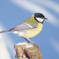 Синица большая. Фото Большакова А.А.