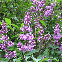 Сирень. Фото Е.Ф. Дудаковой